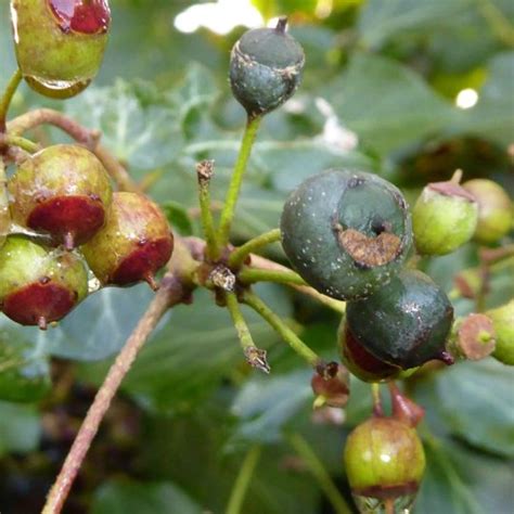 Identifying Hedgerow Berries Archives Wild Heritage