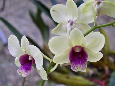 Mook Blog Growing Orchids In Thailand