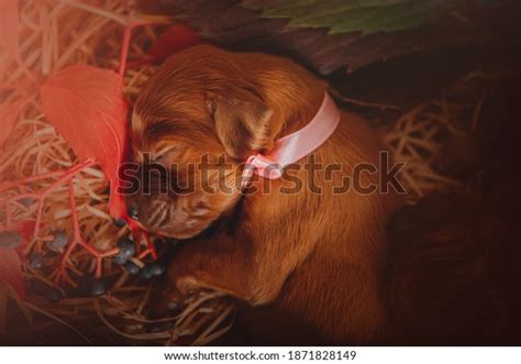 Newborn Irish Setter Puppies Photo Session Stock Photo 1871828149