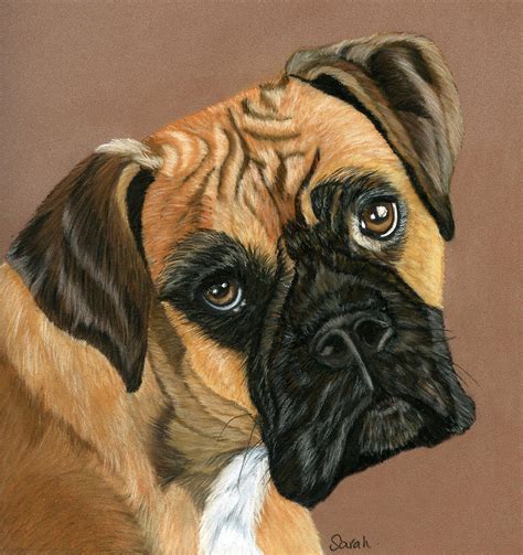 Boxer Dog Painting By Sarah Dowson Fine Art America