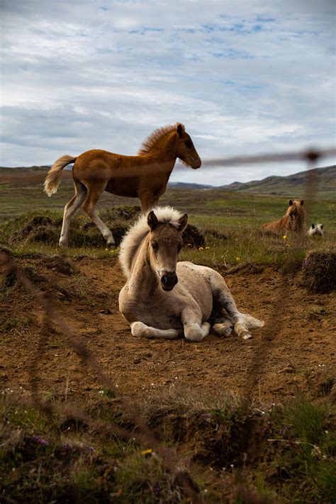 February 3, 2021 10:36 am est. White and Brown Horses Close-up Photography · Free Stock Photo