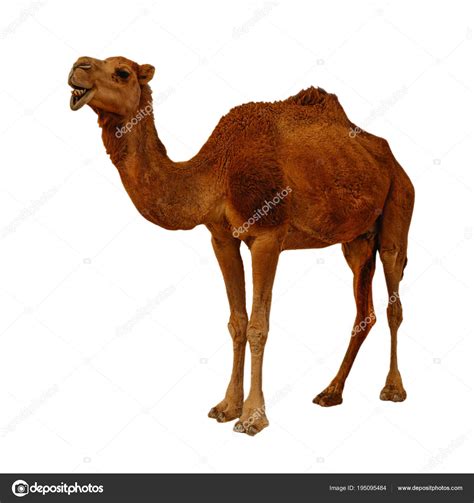 Sie können auch den weißwert anpassen, um die nachbarfarbe von weiß in bildern zu löschen. Kamel auf dem weißen Hintergrund isoliert — Stockfoto ...