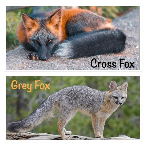 Cross Fox Or Red Fox How To Tell For Fox Sake Wildlife Rescue