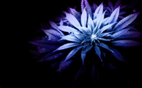 Choose from hundreds of free 4k wallpapers. HD Purple Weed Wallpaper | Download Free - 50307