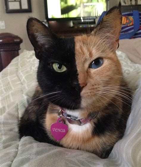 Calico cats have sections of different colors in their fur. Venus The Two-Faced Cat Is A Marvelous Mystery
