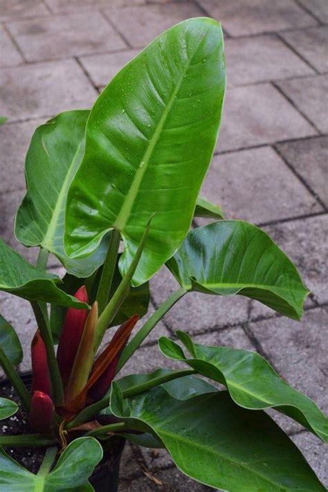 Live Philodendron Imperial Green Plant Well Rooted Etsy Plants