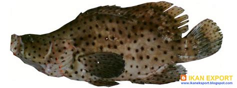KERAPU TIKUS PDF