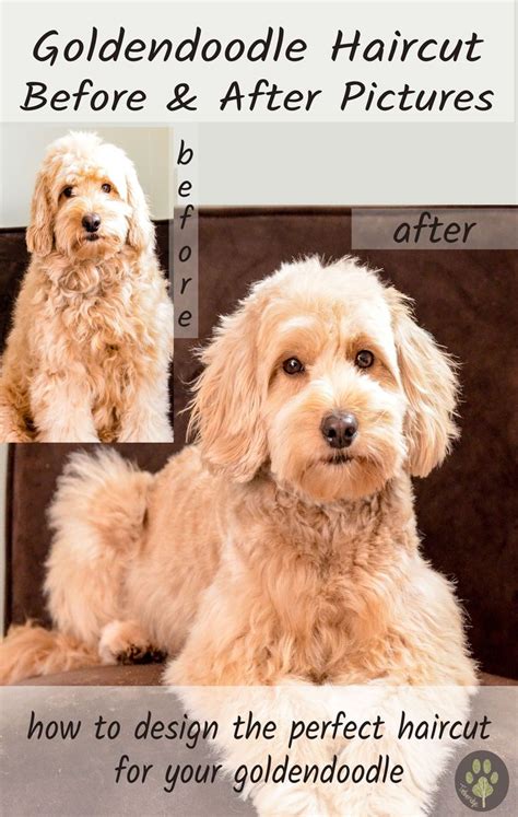 Oliver the goldendoodle, in pictures. 527 best Doodle Grooming images on Pinterest | Doggies, Golden doodles and Labradoodles