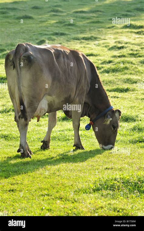 Cow Grazing At Dawn Stock Photo Alamy