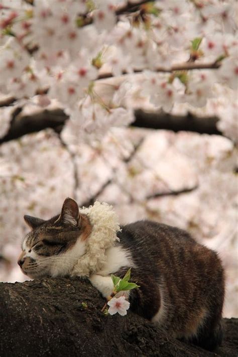Sakura Blossoms All Round The Kitty Japan Crazy Cats Cute Cats Cats