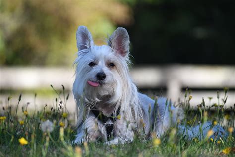 Chinese Crested Breed Profile Dream Dogs