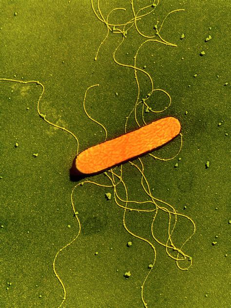 Even freezing doesn't stop it. Listeria Monocytogenes Bacterium Photograph by A. Dowsett ...
