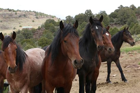 Photos Wild Horses In The Virginia Range Near Reno