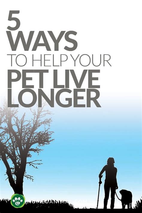 5 Ways To Help Your Pet Live Longer Pet Health Your Pet Pets