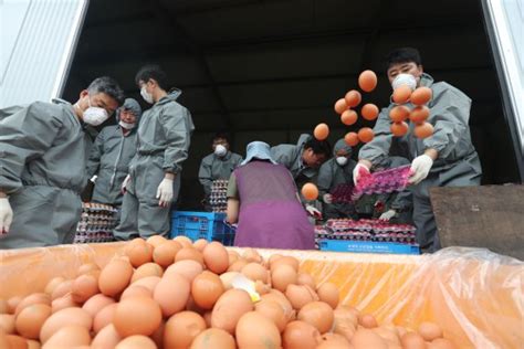 살충제 계란 파문 확산 김밥에 계란 빼고 주세요 불신 여전 파이낸셜뉴스