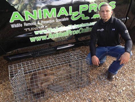 Getting rid of beavers naturally or otherwise, isn't enough. Nashville Beaver Removal and Beaver Trapping Service