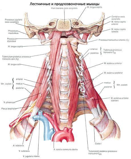 Tiefe Nackenmuskulatur Anatomie Funktionen