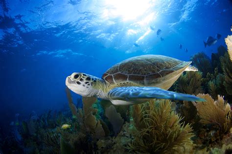 Green Sea Turtle Swimming Amidst Coral And Sunlight