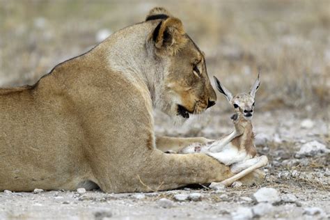 Rugby australia has officially offered to host this year's test series between south africa and the british and irish lions. Mourning lioness who lost her cubs appears to adopt young ...