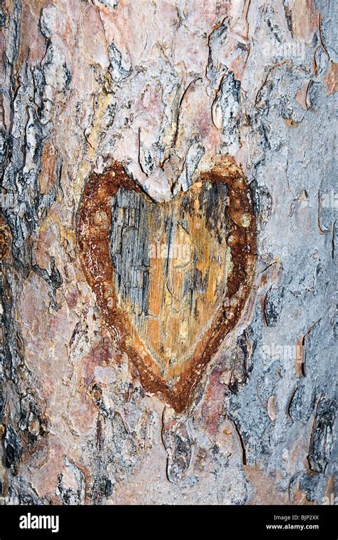 Heart Carved In A Tree Trunk Stock Photo Alamy