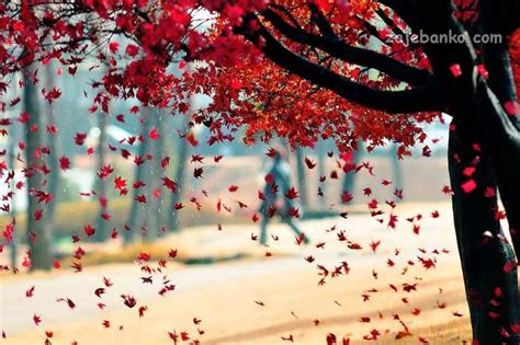 Najljepše Slike Jeseni čarolija Jeseni U Prirodi Page