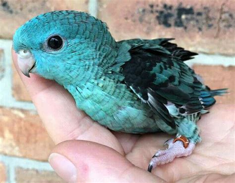 Turquoise Lineolated Parakeet