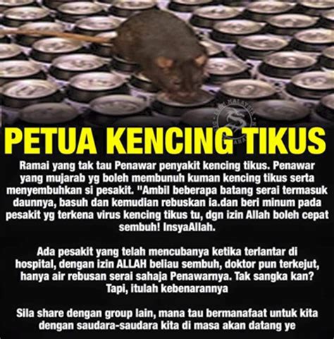 Apa agen penyebab dan punca jangkitan? Punca penyakit kencing tikus dan petua kencing tikus ...