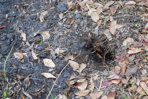 Armadillo Hole In Yard Animal Control Solutions
