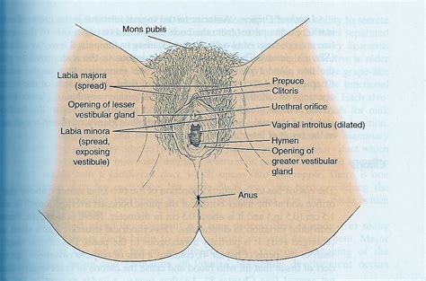 What are the external parts? The External Female Genitalia | Lithopedion "Stone Child"
