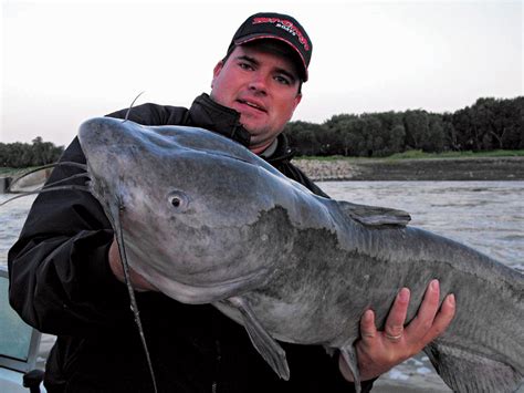 Download catfish images and photos. North Dakota Red River Catfish - Game & Fish