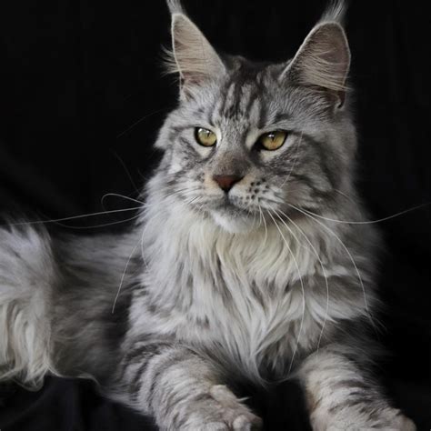 Black Silver Maine Coon In Florida Big Hannibals Tiffany