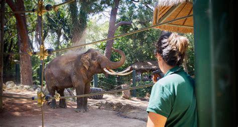 Australasian Asian Elephant Population 2022 - Page 23 - ZooChat