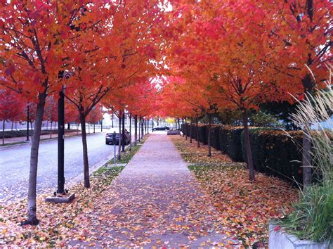 Vancouver In The Fall
