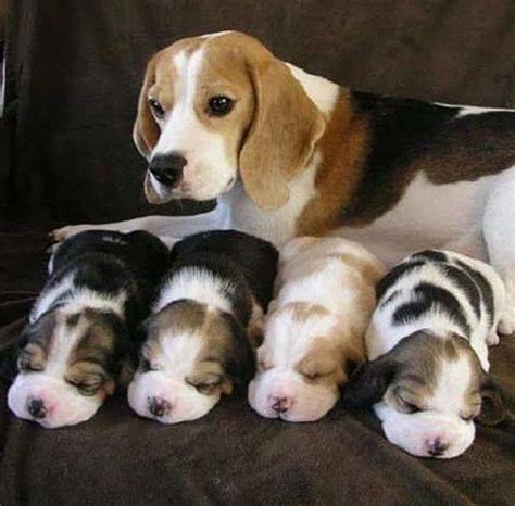 Cute Mother And Puppys Beagle Puppy Baby Beagle Beagle Dog