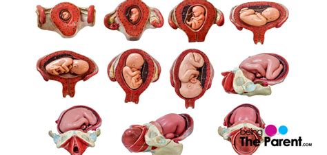 How Does The Uterus Change During The Trimesters Of Pregnancy