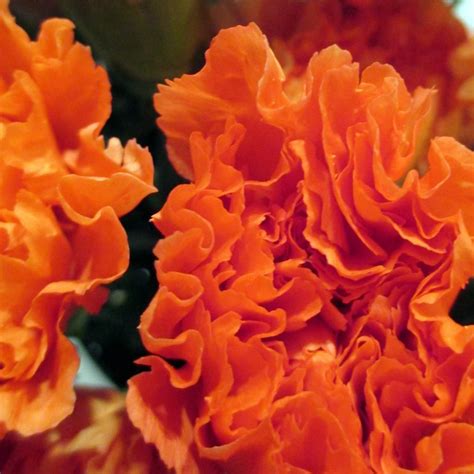 According to subaru, the iron pieces also relieved shocks to the crankshaft journals and reduced overall vibrations. Orange Mini Carnations | Florabundance Wholesale Flowers