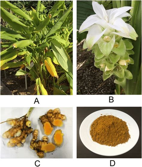 Pictures Of Plant A Flower B Rhizomes C And Rhizome Powder D