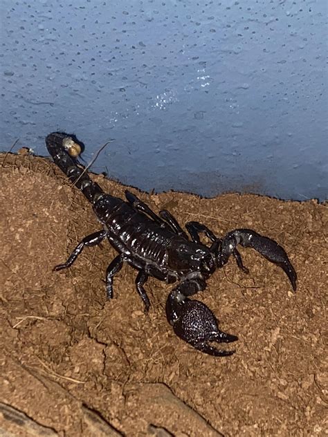 My Scorpion Doing Super Well Hes Eating Every Time I Offer Him Food