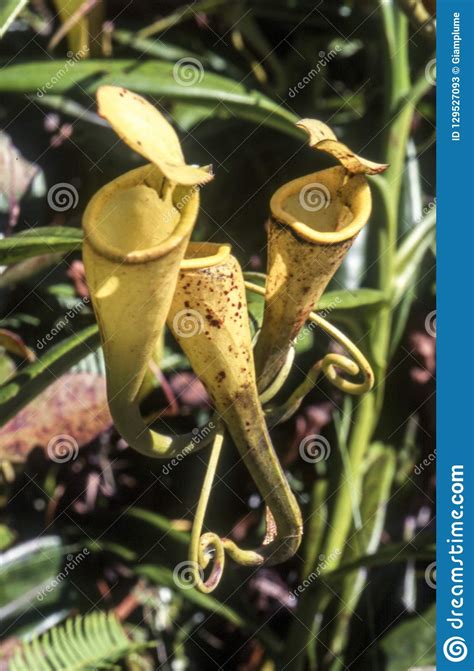 Madagascar Pitcher Plant Stock Image Image Of Flora