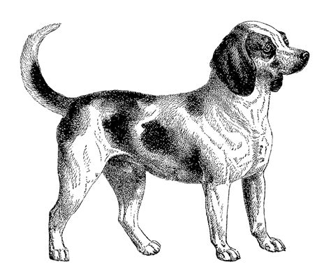 Antique Images Digital Download Of Beagle Dog Clip Art Vintage Image