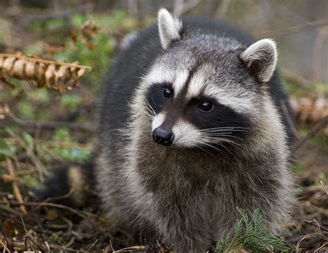 Raccoon Wallpapers Pets Cute And Docile