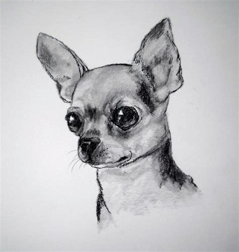 Arriba Foto Como Dibujar Un Perro Chihuahua Lleno
