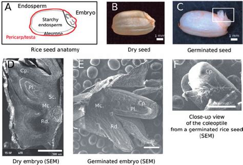 Rice Seed Anatomy During Germination Sensu Stricto A Scheme Of Rice