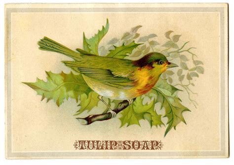 Vintage Advertising Graphic Bird On Holly Branch The Graphics Fairy