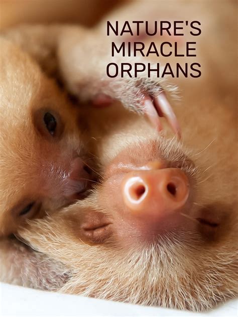 Natures Miracle Orphans Season 1 Rotten Tomatoes