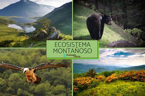 The earth, together with all of its countries and peoples. ECOSISTEMA MONTAÑOSO - Características, flora y fauna