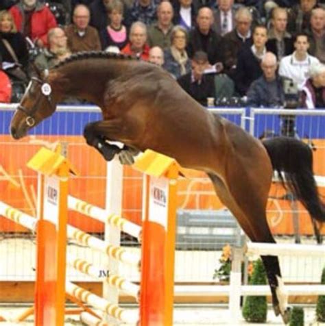 Bay Dutch Warmblood Sport Horse Free Jumping Braided Mane English