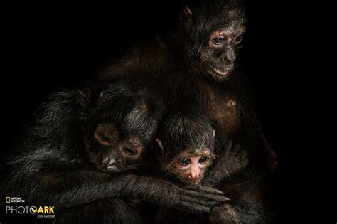 Primates In Pictures Us Photographers Portraits Of Endangered Species