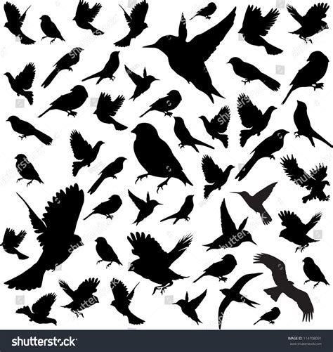 Set Birdsvector Illustration 114708091 Shutterstock