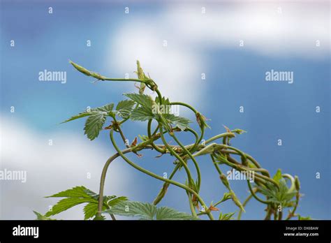 Vines With Tendrils Hi Res Stock Photography And Images Alamy